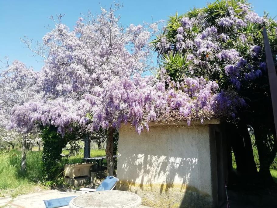 La Campagna Di Rosy Apartment Genzano di Roma Luaran gambar