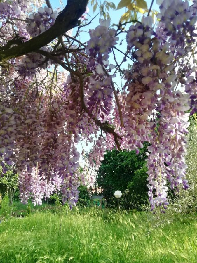 La Campagna Di Rosy Apartment Genzano di Roma Luaran gambar
