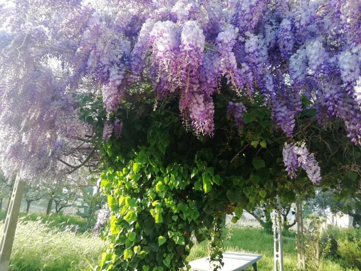 La Campagna Di Rosy Apartment Genzano di Roma Luaran gambar